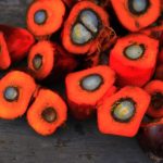 Analizziamo le controindicazioni (VERE) e le fake news sull'olio di palma