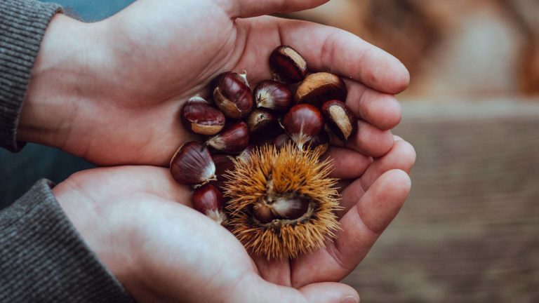 castagne